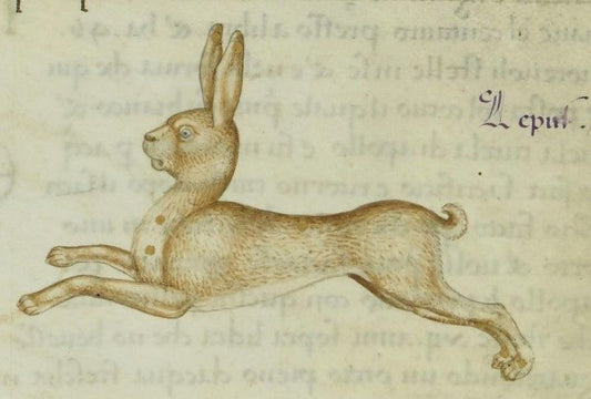 L'HISTOIRE DU LAPIN